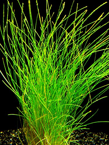 Zoomeister - 1 Topf Nadelsimse (Eleocharis Acicularis) - Vordergrund von Zoomeister