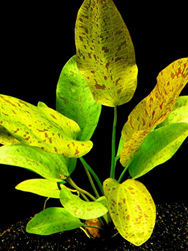 Zoomeister - 1 Topf Schwertpflanze 'Ozelot grün' (Echinodorus ozelot Green) von Zoomeister