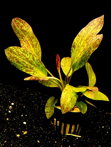 Zoomeister - 1 Topf Schwertpflanze 'Ozelot rot' (Echinodorus ozelot red) von Zoomeister