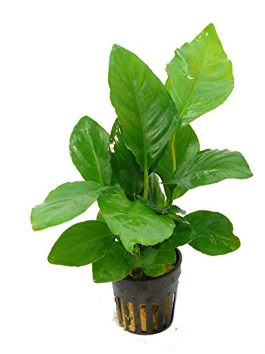 Zoomeister - 1 Topf Verschiedenblättriges Speerblatt (Anubias heterophylla), Barsch von Zoomeister