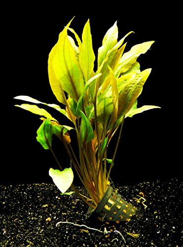 Zoomeister - 1 Topf Wasserkelch RED Mi OYA (Cryptocoryne wendtii RED Mi OYA) von Zoomeister