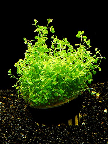 Zoomeister - 1 Topf Zierliches Perlenkraut - Micranthemum/Hemianthus micranthemoides Zoomeister - 1 Topf Zierliches Perlenkraut - Micranthemum/Hemianthus micranthemoides von Zoomeister