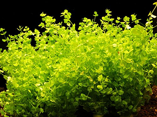 Zoomeister - 2 Bund Perlenkraut (Micranthemum Umbrosum) von Zoomeister