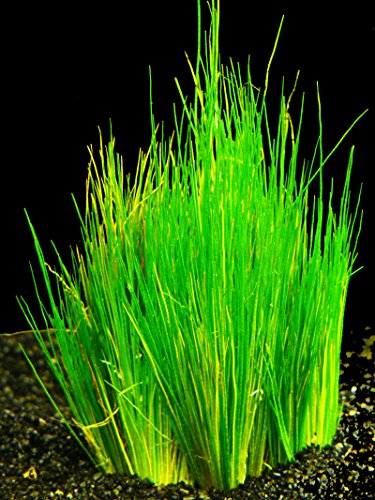 Zoomeister - 2 Bund Zwergnadelsimse (Eleocharis Parvula) von Zoomeister