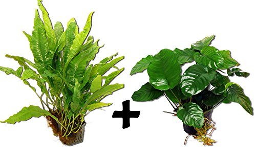 Zoomeister - 2 Mutterpflanzen im Set: Anubias barteri + Javafarn von Zoomeister