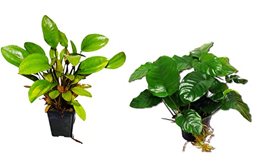 Zoomeister - 2 Mutterpflanzen: Anubias + Schwertpflanze, perfekt f. Barsch-Aquarien von Zoomeister