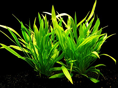Zoomeister - 2 Topf Grasartige Zwergschwertpflanze (Echinodorus latifolius) von Zoomeister