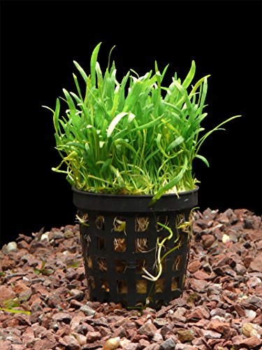 Zoomeister - 3 TÖPFE Brasil. GRASPFLANZE (LILAEOPSIS BRASILIENSIS) von Zoomeister