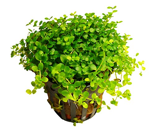 Zoomeister - 3 Töpfe Monte Carlo Perlenkraut - Micranthemum Monte Carlo Zoomeister - 3 Töpfe Monte Carlo Perlenkraut - Micranthemum Monte Carlo von Zoomeister