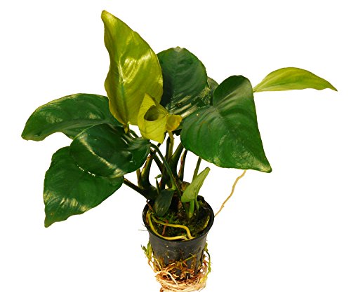 Zoomeister - 3 Töpfe Speerblatt (Anubias Barteri) - 1A-Qualität zum Sonderpreis! von Zoomeister