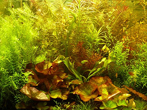 Zoomeister - 30 Aquarium-Pflanzen schnellwachsend gegen Algen + 2 Lotus-Knollen von Zoomeister