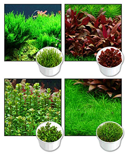 Zoomeister - 4 Lieblings-Invitro, Nano-Aquarium, kleine Pflanzen im 4er-Set Zoomeister - 4 Lieblings-Invitro, Nano-Aquarium, kleine Pflanzen im 4er-Set von Zoomeister