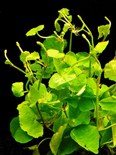 Zoomeister - 5 Bund Brasil. Wassernabel (Hydrocotyle Leucocephala) von Zoomeister