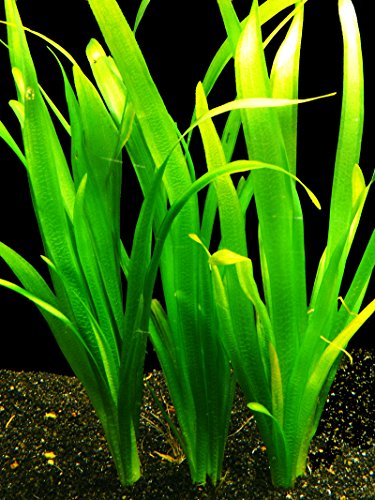 Zoomeister - 5 Bund Riesenvallisnerie (Vallisneria Gigantea) von Zoomeister