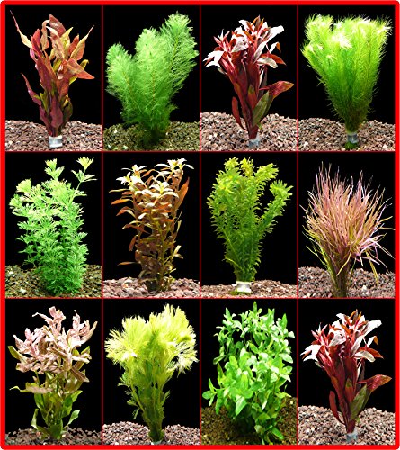 Zoomeister - 5 Bund Rote + 5 Bund Grüne Aquarienpflanzen - Top!!! Zoomeister - 5 Bund Rote + 5 Bund Grüne Aquarienpflanzen - Top!!! von Zoomeister