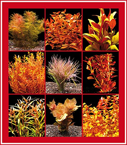 Zoomeister - 5 Bund Rote Wasser-Pflanzen Für'S Aquarium von Zoomeister