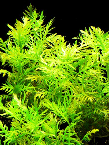 Zoomeister - 5 Bund Wasserwedel (Hygrophila Difformis) von Zoomeister