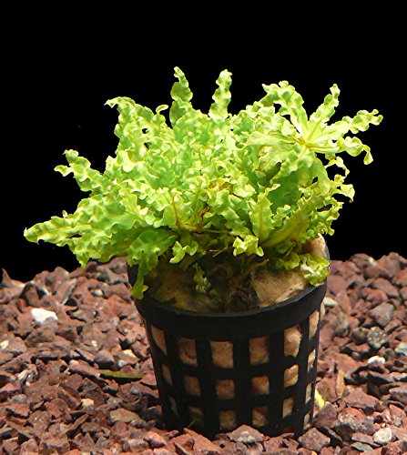 Zoomeister - 5 Töpfe Sternkraut (Pogostemon Helferi) von Zoomeister