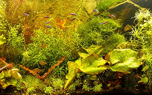 Zoomeister - 5 Verschiedene Bund Aquarium-Pflanzen Exotica-Sortierung, Raritäten von Zoomeister