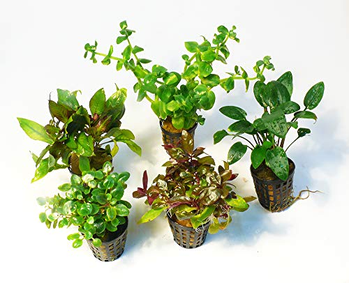 Zoomeister - 5 Verschiedene Töpfe Aquarienpflanzen für 60l Aquarium Zoomeister - 5 Verschiedene Töpfe Aquarienpflanzen für 60l Aquarium von Zoomeister