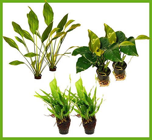 Zoomeister - 6 schöne Töpfe für Barsch-Aquarien: Anubias, Javafarn, Schwertpflanze Zoomeister - 6 schöne Töpfe für Barsch-Aquarien: Anubias, Javafarn, Schwertpflanze von Zoomeister