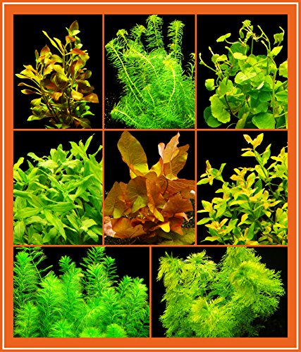 Zoomeister - Anti-Algen-Set - 40 Schnellwachsende Pflanzen + Lotus von Zoomeister