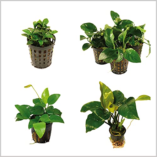 Zoomeister - Anubias Quartett: 4X Anubias-Töpfe = barteri + Nana + Petite + golden - Top! von Zoomeister