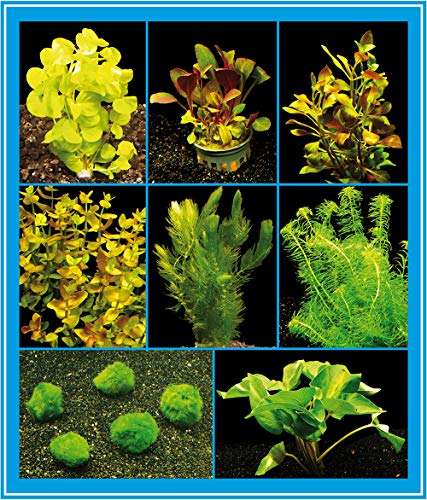 Zoomeister - Aquarienpflanzen-Set für EIN Kaltwasser- / Zimmer-Aquarium, 16-22°C bis 60L von Zoomeister