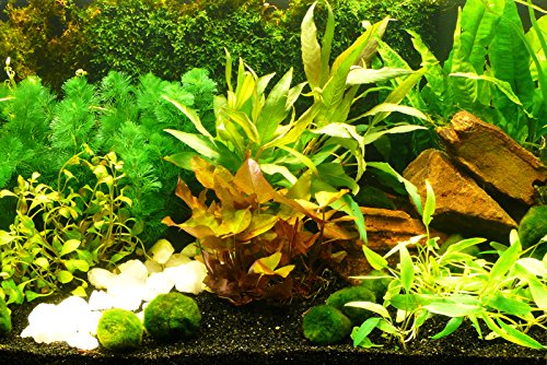 Zoomeister - Aquarium-Pflanzen-Set Sorgenfrei Einfach+Schön+Gut Zoomeister - Aquarium-Pflanzen-Set Sorgenfrei Einfach+Schön+Gut von Zoomeister
