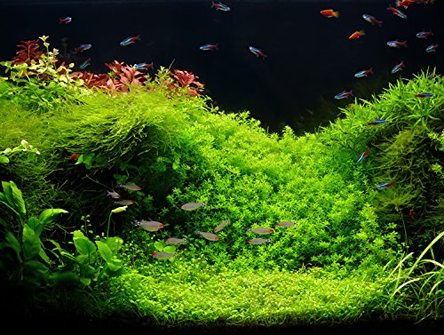 Zoomeister - Aquascaping - Pflanzenset 30L 'Perlenkraut trifft Zungenblatt' - Exclusiv Zoomeister - Aquascaping - Pflanzenset 30L 'Perlenkraut trifft Zungenblatt' - Exclusiv von Zoomeister