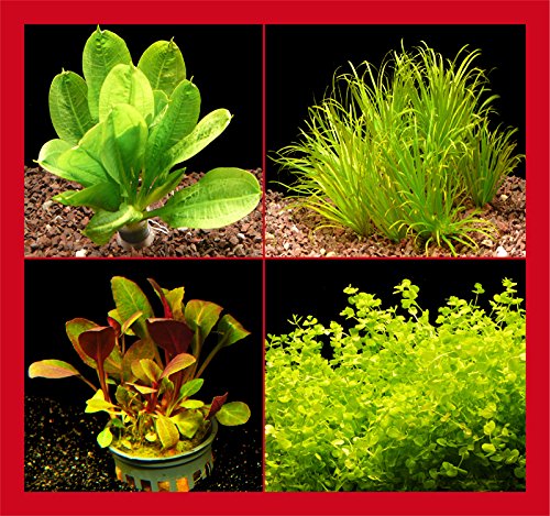 Zoomeister - Kleines Nano-Becken-Set A +++ Kleinbleibende Pflanzen Zoomeister - Kleines Nano-Becken-Set A +++ Kleinbleibende Pflanzen von Zoomeister