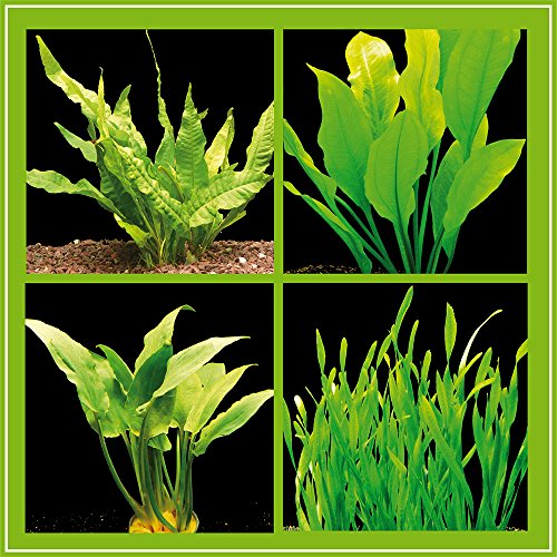 Zoomeister - Kleines Pflanzenset für Barsch-Becken - 4 Bund Wasserpflanzen Zoomeister - Kleines Pflanzenset für Barsch-Becken - 4 Bund Wasserpflanzen von Zoomeister