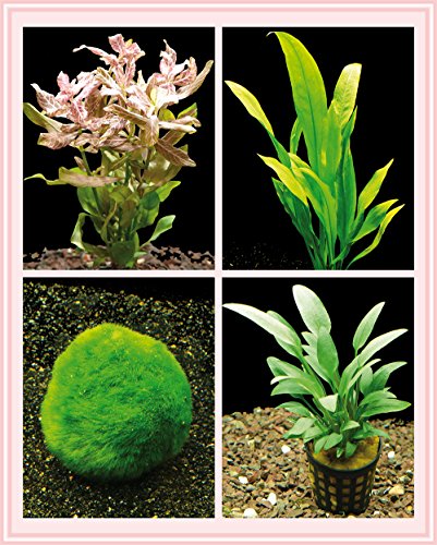 Zoomeister - Kleines Starter-Pflanzenset, Anfänger Aquariumpflanzen, einfach + schön von Zoomeister