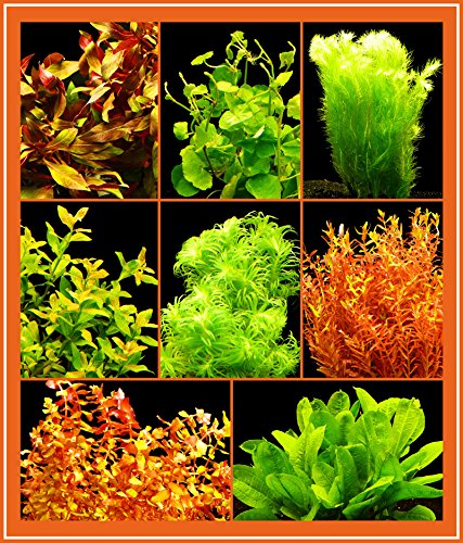 Zoomeister - Mittel-Großes Pflanzen-Sortiment - ca. 40 Einzelpflanzen - 6-8 Bund von Zoomeister