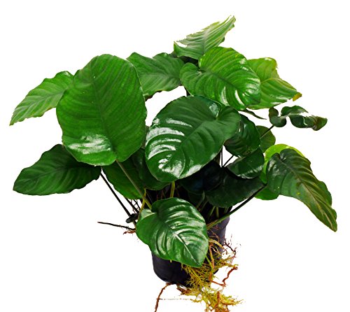 Zoomeister - Mutterpflanze Barter'S Speerblatt (Anubias Barteri) von Zoomeister