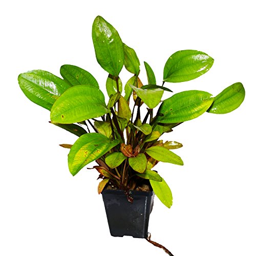 Zoomeister - Mutterpflanze Echinodorus Ca. 30-40 cm Schwertpflanze Sonderangebot Zoomeister - Mutterpflanze Echinodorus Ca. 30-40 cm Schwertpflanze Sonderangebot von Zoomeister