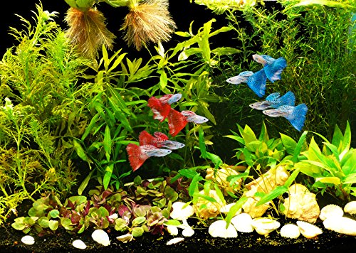 Zoomeister - Pflanzen-Set Guppy bis 60L- für Lebendgebärende & hartes Wasser von Zoomeister