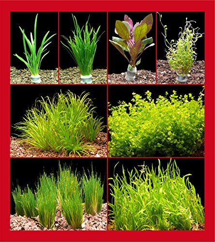 Zoomeister - Vordergrund-Sortiment Klein Ca. 150Cm² - 6 Bund Kl. Pf. von Zoomeister