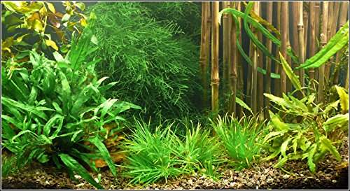 Zoomeister - Wasser-Pflanzen - Set Asien Bis 200L von Zoomeister