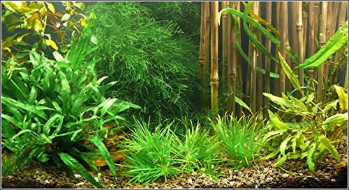 Zoomeister - Wasser-Pflanzen - Set Asien Bis 450L Zoomeister - Wasser-Pflanzen - Set Asien Bis 450L von Zoomeister