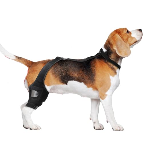 Zqkimzi Dog Knee Brace, Back Leg Support Braces Mobility Recovery, Non-Slip Pet Knee Sleeve with Adjustable Strap Injury Prevention Rehabilitation Fixation for Small Medium Large Zqkimzi Dog Knee Brace, Back Leg Support Braces Mobility Recovery, Non-Slip Pet Knee Sleeve with Adjustable Strap Injury Prevention Rehabilitation Fixation for Small Medium Large von Zqkimzi