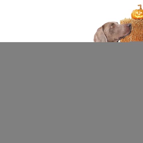 Zqkimzi Hundekostüme | Hund Skelett Overall - Haustier Halloween Bodysuit Für Feste Fotos Feiertage Cosplay Zqkimzi Hundekostüme | Hund Skelett Overall - Haustier Halloween Bodysuit Für Feste Fotos Feiertage Cosplay von Zqkimzi