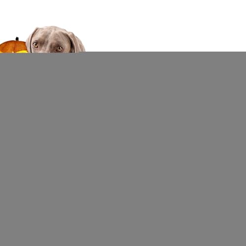 Zqkimzi Kleines Hundekostüm - Skelett Hundekleidung - Haustier Halloween Bodysuit Für Feste Fotos Feiertage Cosplay von Zqkimzi