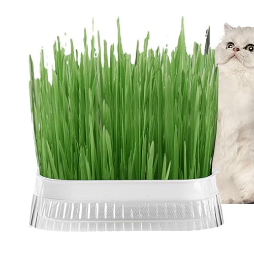 Zuasdvnk Katzengras-Pflanzgefäß,Katzengras-Pflanzgefäß - Katzengras-Pflanztopf,Hydroponischer Katzengras-Übertopf, erdlose Kultur-Sprossenschale für den Innenanbau, Sprossenschalen mit Zuasdvnk Katzengras-Pflanzgefäß,Katzengras-Pflanzgefäß - Katzengras-Pflanztopf,Hydroponischer Katzengras-Übertopf, erdlose Kultur-Sprossenschale für den Innenanbau, Sprossenschalen mit von Zuasdvnk
