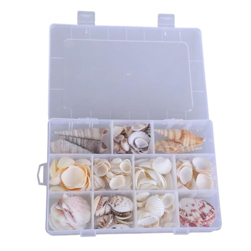 Zuoeay Klare Magnetische Muschel Display Box Aufbewahrungsbox Hülle Für Marine Thematische Dekorationen Klare Seesterne Schmuckfische Organisatoren von Zuoeay