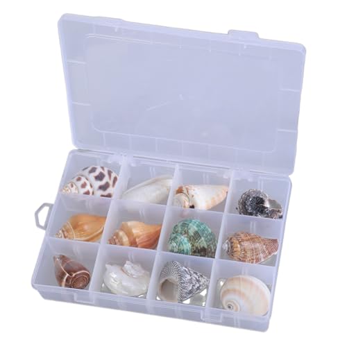 Zuoeay Klare Magnetische Muschel Display Box Aufbewahrungsbox Hülle Für Marine Thematische Dekorationen Klare Seesterne Schmuckfische Organisatoren von Zuoeay