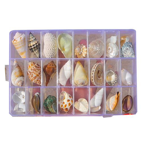Zuoeay Klare Magnetische Muschel Display Box Aufbewahrungsbox Hülle Für Marine Thematische Dekorationen Klare Seesterne Schmuckfische Organisatoren von Zuoeay