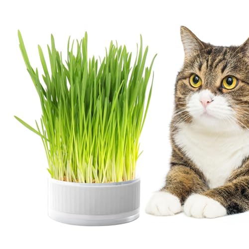 Zvn Zojne Katzengras Pflanzkasten, Hydrokultur Pflanzkasten Katzengras Grower, Graskasten Kindergarten Katzenpflanzen, Abnehmbarer Pflanzkasten für Katzen, Hunde & andere Haustiere, Hilfe Verdauung Zvn Zojne Katzengras Pflanzkasten, Hydrokultur Pflanzkasten Katzengras Grower, Graskasten Kindergarten Katzenpflanzen, Abnehmbarer Pflanzkasten für Katzen, Hunde & andere Haustiere, Hilfe Verdauung von Zvn Zojne