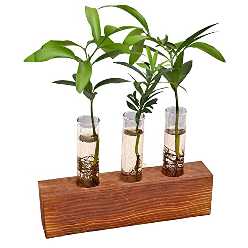 adawd Reagenzgläser für Pflanzen | Pflanzen Terrariumin Reagenzglas Blütenknospe | Tisch-Glas-Holzständer mit 3/4 Reagenzglas | Perfekt für die Vermehrung von Hydrokulturpflanzen von adawd