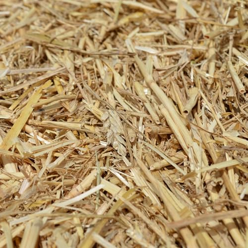 agrar-store 5Kg Stroh Gerstenstroh direkt ab Hof Einstreu Futter Meerschweinchenstroh Hasenstroh - Ernte 2024 agrar-store 5Kg Stroh Gerstenstroh direkt ab Hof Einstreu Futter Meerschweinchenstroh Hasenstroh - Ernte 2024 von agrar-store